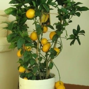 How to plant a lemon - step by step instructions