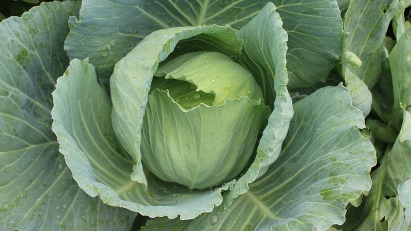 Early white cabbage hybrid Pandion f1