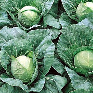 High-yielding popular cabbage variety Amager