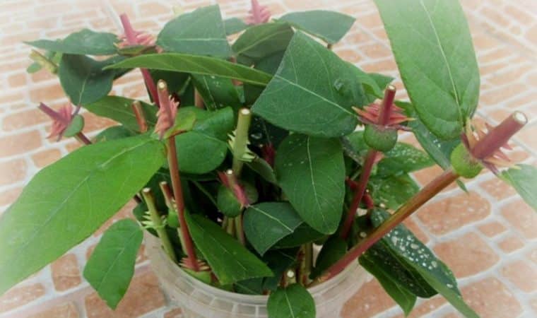 Features of planting and caring for honeysuckle in the Urals