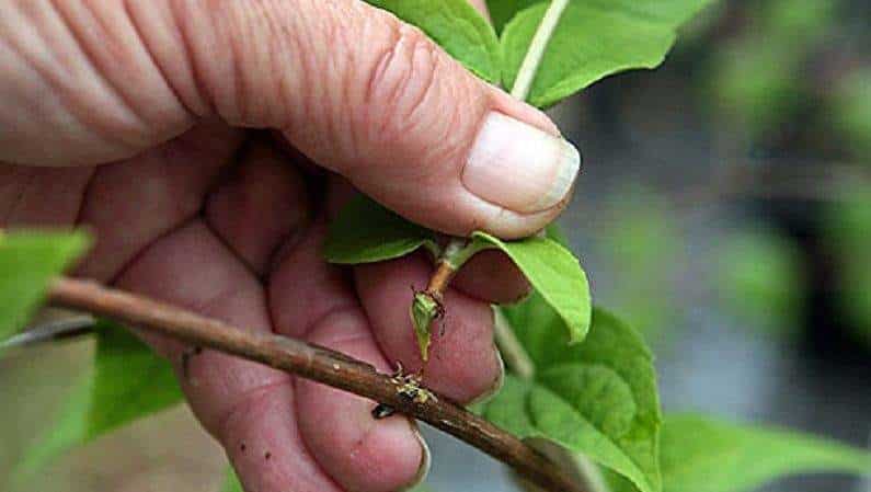 Kenmerken van het planten en verzorgen van kamperfoelie in de Oeral