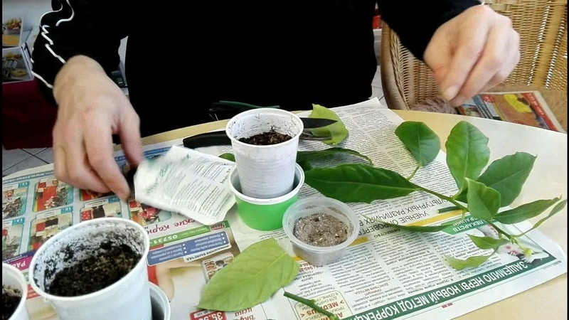 How to properly replant a lemon at home