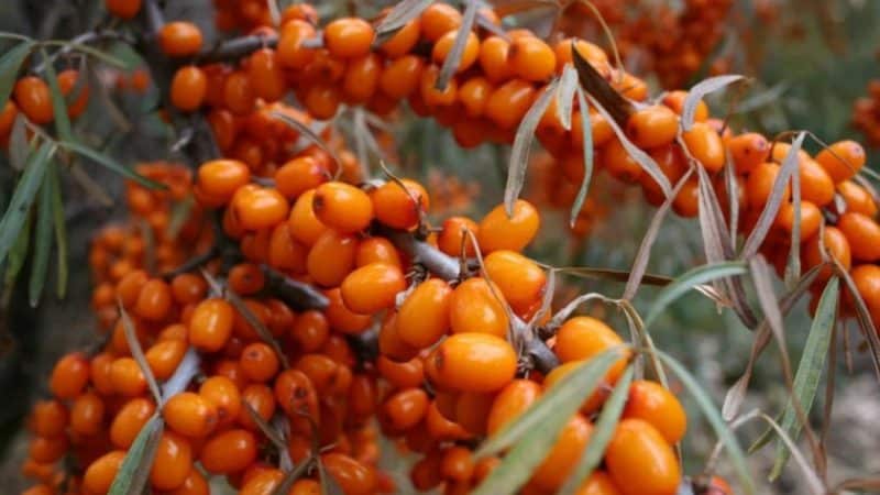 Une variété de variétés d'argousier sans épines