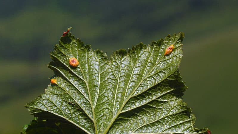 Bagaimana untuk menangani karat pada currant dan mencegah kejadiannya