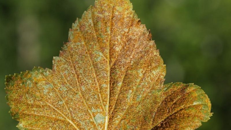 Wie man mit Rost an Johannisbeeren umgeht und dessen Auftreten verhindert