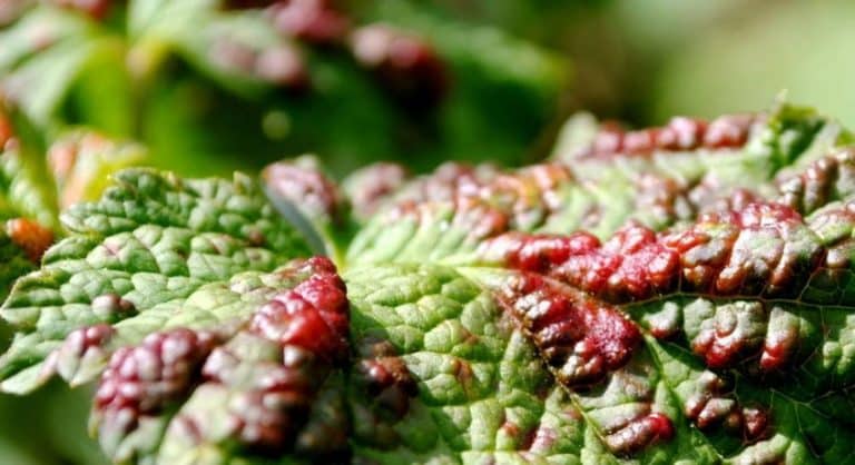 Comment lutter contre la rouille des groseilles et prévenir son apparition