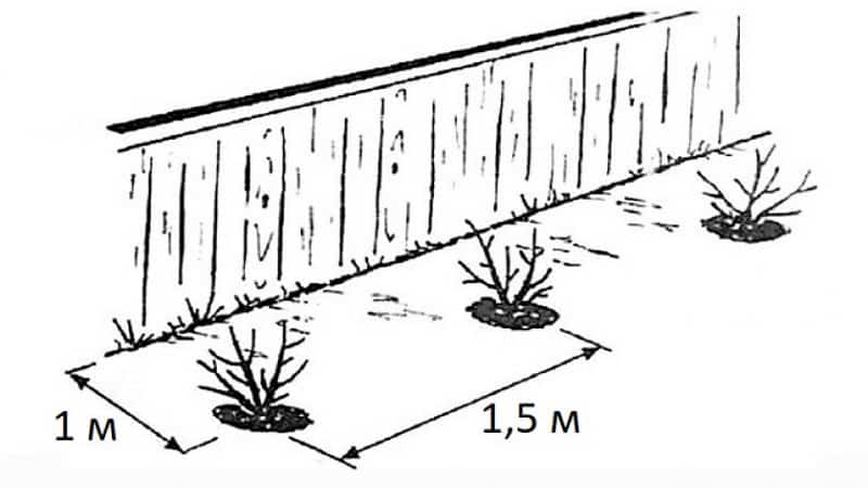 À côté de quoi peut-on planter du chèvrefeuille et pourquoi est-ce important ?