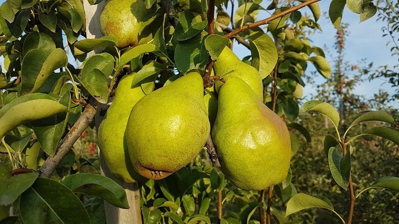 Najslajše in najbolj sočne sorte hrušk