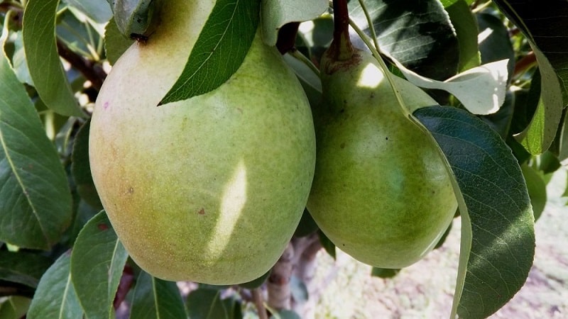 List of the best pear varieties for central Russia