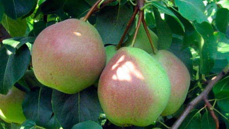 Jenis pear yang paling manis dan berair