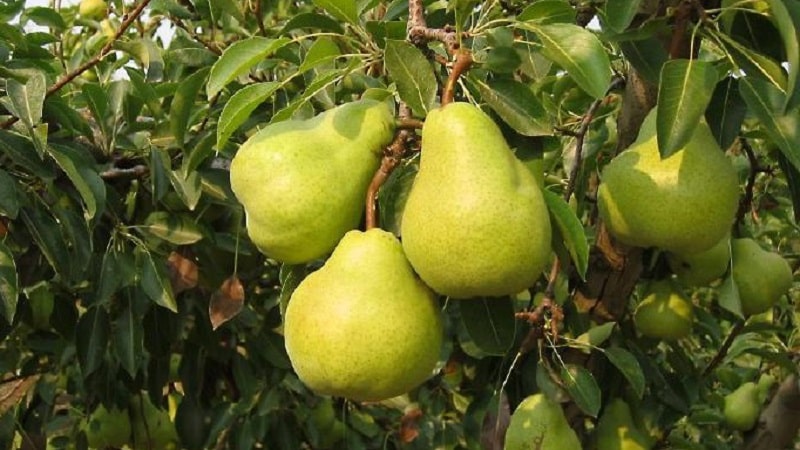 Jenis pear yang paling manis dan berair