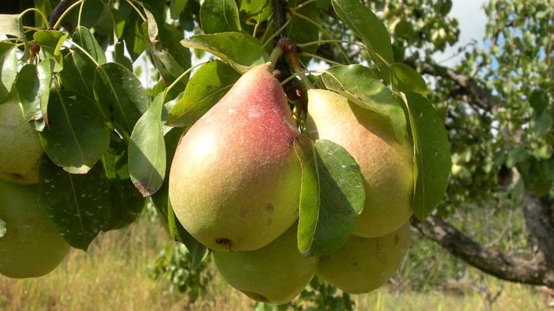 Najslajše in najbolj sočne sorte hrušk