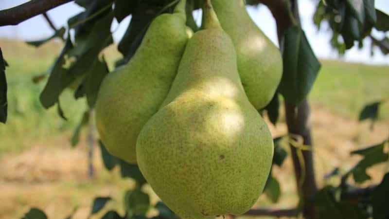 Jenis pear yang paling manis dan berair