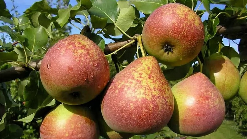 Najslajše in najbolj sočne sorte hrušk