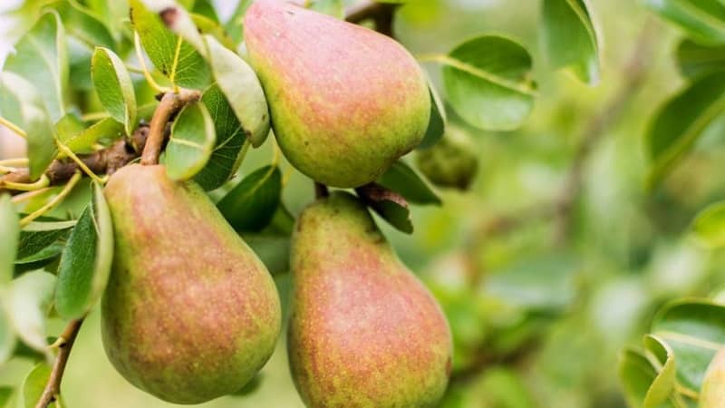 Jenis pear yang paling manis dan berair