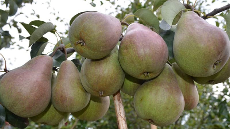 List of the best pear varieties for central Russia