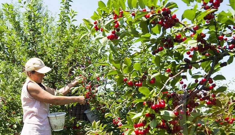 High-yielding early-ripening cherry variety Malyshka