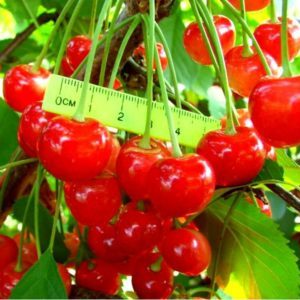 Fatezh cherry variety na angkop para sa paglaki sa Central Russia