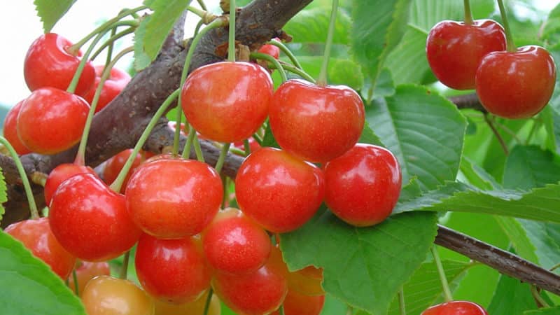 Variedad de cereza Fatezh apta para el cultivo en Rusia Central