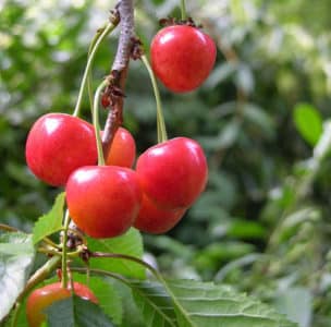 Fatezh cherry variety na angkop para sa paglaki sa Central Russia