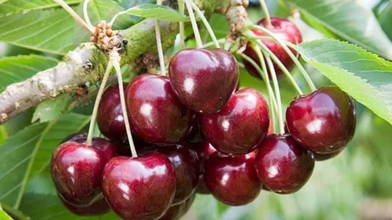 Una variedad de cereza Revna joven, pero ganando popularidad entre los jardineros.