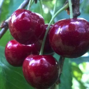 A young, but gaining popularity among gardeners, cherry variety Revna