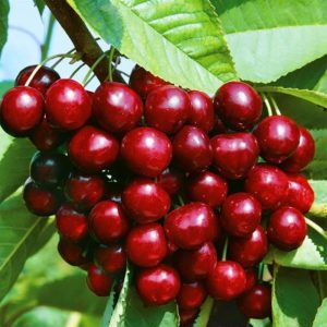 A young, but gaining popularity among gardeners, cherry variety Revna