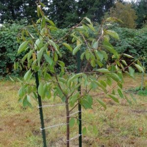 Una varietà giovane, ma sempre più popolare tra i giardinieri, la varietà di ciliegie Revna