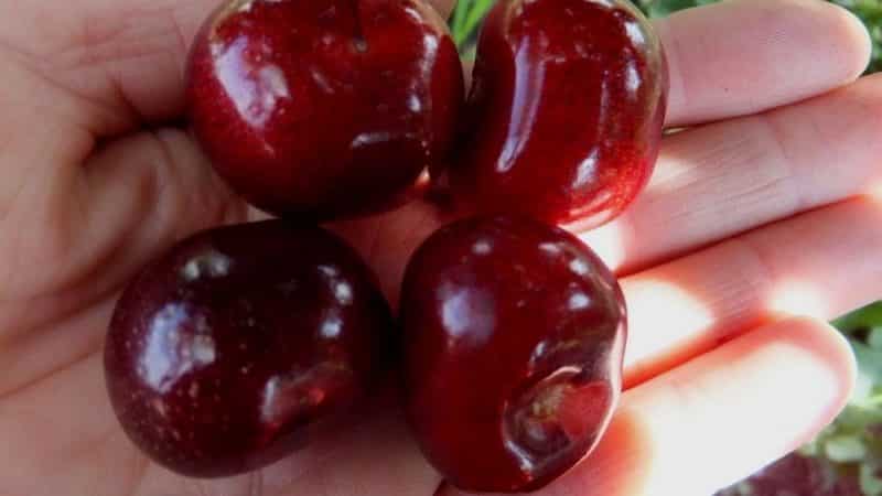 Iba't ibang Vasilisa cherry na lumalaban sa panahon na may malalaki at masarap na berry