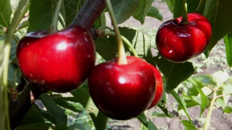 Iba't ibang Vasilisa cherry na lumalaban sa panahon na may malalaki at masarap na berry