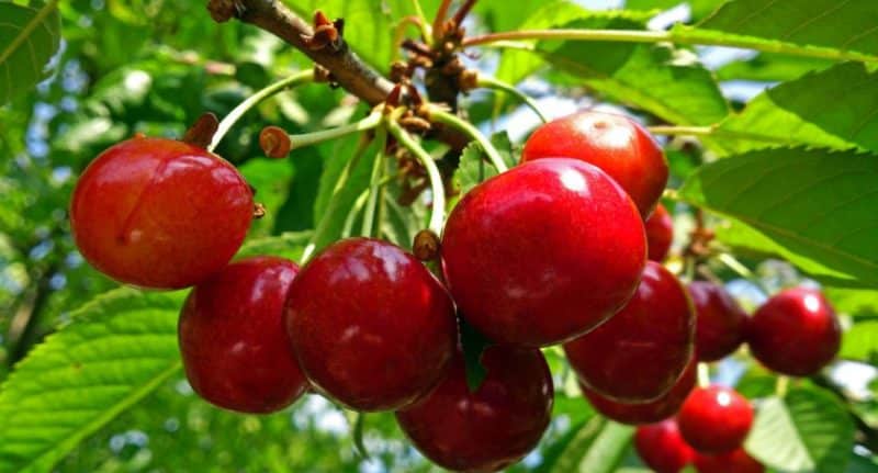 Iba't ibang Vasilisa cherry na lumalaban sa panahon na may malalaki at masarap na berry