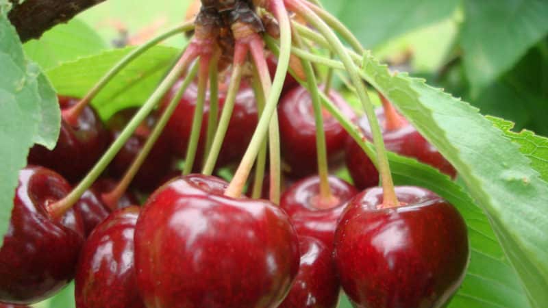 Weather-resistant variety of Vasilisa cherry with large and tasty berries