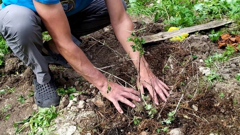 Hlavní fáze péče o angrešt na jaře po zimě, abyste získali dobrou sklizeň