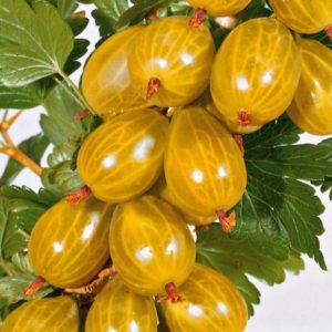 Thornless sweet and sour gooseberry variety Russian yellow