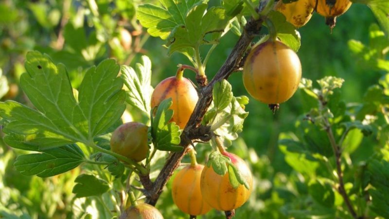 Variedad de grosella agridulce sin espinas amarilla rusa