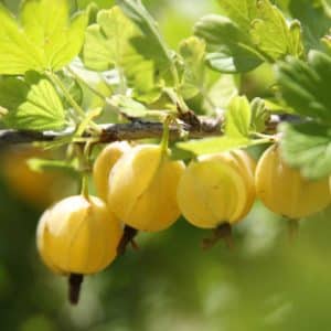 Varietà di uva spina agrodolce senza spine di colore giallo russo