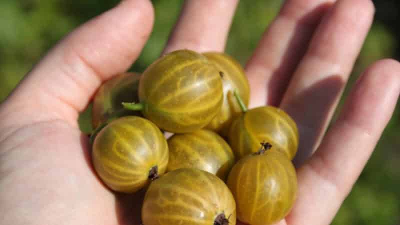 Variedad de grosella agridulce sin espinas amarilla rusa