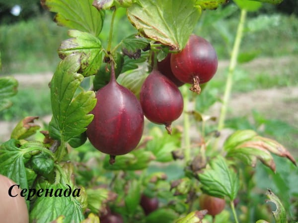 Malaki ang bunga ng masarap na gooseberry variety na Serenada