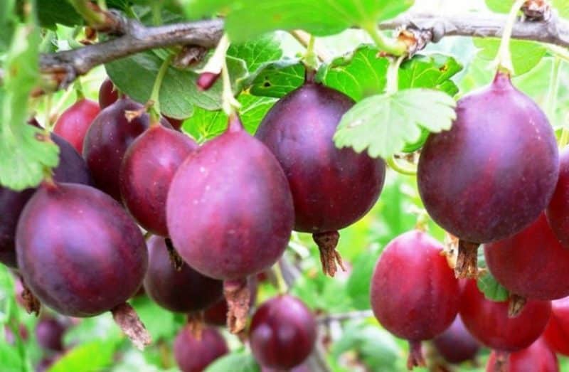 Pelbagai gooseberry lazat berbuah besar Serenada