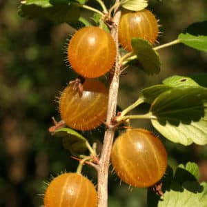 Variedad de grosella espinosa dulce resistente a las heladas Yantarny