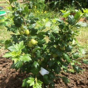 Favorable conditions for growing berries: what kind of soil does gooseberries like and how to properly enrich it