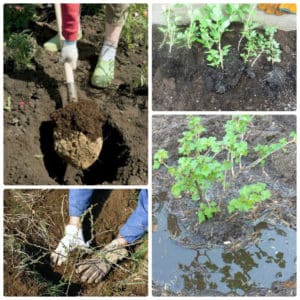 Una varietà di uva spina senza pretese chiamata Yarovaya, ideale per le preparazioni più deliziose