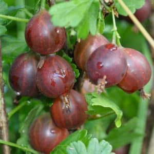 Süße und saftige Stachelbeersorte Yubilyar