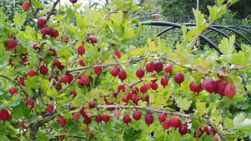 Variedade de groselha doce e suculenta Yubilyar