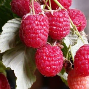 Nouvelle variété de framboise Fille d'Hercule : description et caractéristiques, règles de plantation et d'entretien