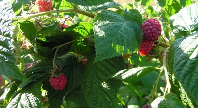 Nieuwe frambozenvariëteit Dochter van Hercules: beschrijving en kenmerken, plant- en verzorgingsregels