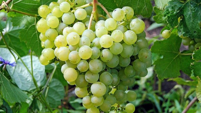 Dessert grape variety Aleshenkin, adored sa pamamagitan ng gardeners