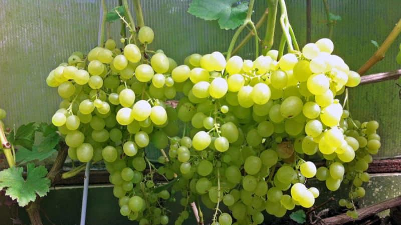 Dessert grape variety Aleshenkin, adored sa pamamagitan ng gardeners