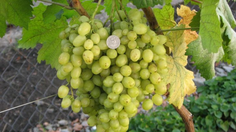 Dessert grape variety Aleshenkin, adored sa pamamagitan ng gardeners