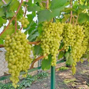 Dessert grape variety Aleshenkin, adored sa pamamagitan ng gardeners